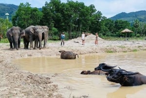 Phuket: Freedom Elephant Reserve – en eterisk naturvandring