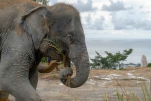 푸켓: 코끼리 보호구역 & ATV 어드벤처 콤보