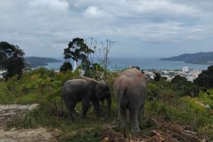 Phuket: Sanktuarium słoni, Wielki Budda i Stare Miasto z kierowcą