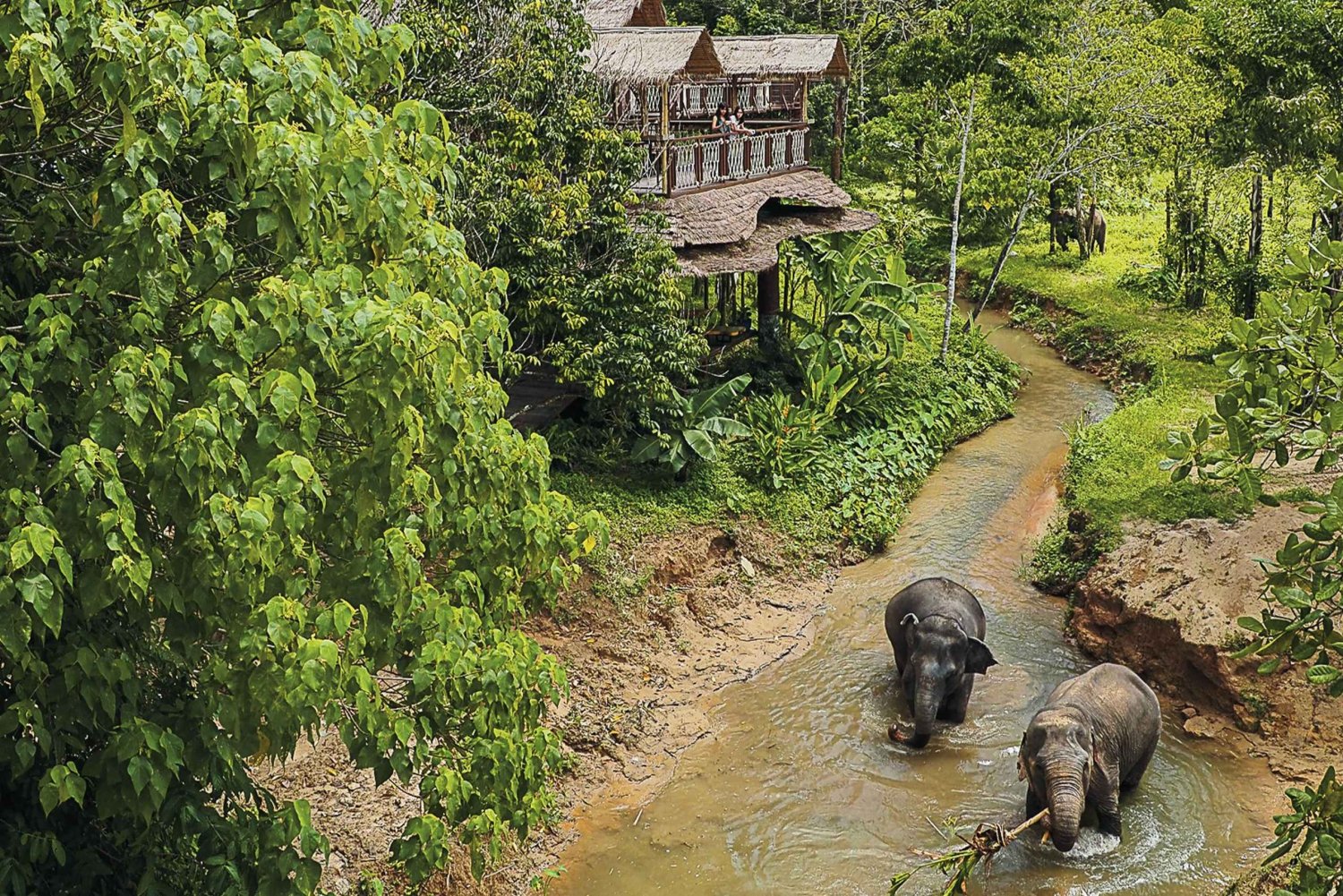 Phuket: Elefanten-Schutzgebiet Canopy Walkway Tour