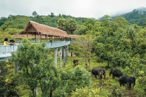 Phuket: Elefanten-Schutzgebiet Canopy Walkway Tour