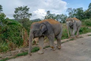 Patong: Elephant Sanctuary Eco Guide Walk & Forage Tour