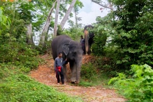 Phuket: Elephant Sanctuary - Füttern und Baden der sanften Giganten