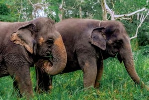 Phuket: Elephant Sanctuary - Füttern und Baden der sanften Giganten