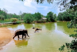 Phuket: Elephant Sanctuary - Füttern und Baden der sanften Giganten