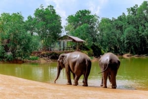 Phuket: Elephant Sanctuary - Füttern und Baden der sanften Giganten