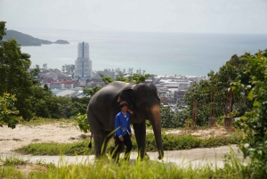 Phuket: wycieczka z przewodnikiem do sanktuarium słoni z transferem z hotelu