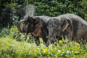 Phuket Elephant Sanctuary: Half-Day with Vegetarian Meal