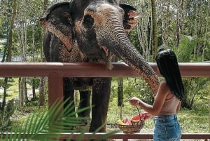 Phuket Elephant Sanctuary: Half-Day with Vegetarian Meal