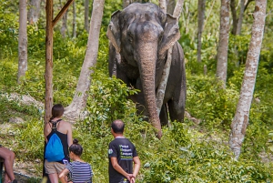 Phuket Elephant Sanctuary: Half-Day with Vegetarian Meal