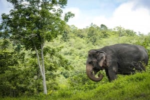 Phuket Elephant Sanctuary: Half-Day with Vegetarian Meal