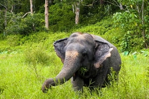 Phuket Elephant Sanctuary: Half-Day with Vegetarian Meal