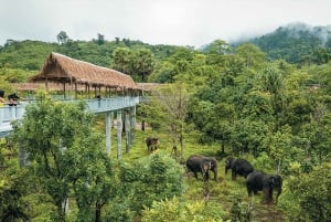 Phuket Elephant Sanctuary: Half-Day with Vegetarian Meal