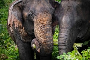 Phuket Elephant Sanctuary: Half-Day with Vegetarian Meal