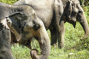 Phuket Elephant Sanctuary: Half-Day with Vegetarian Meal