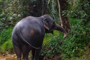 Phuket: Excursão de pequeno grupo ao santuário de elefantes em Khao Lak