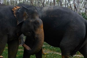 Phuket: Khao Lakissa: Elefanttien suojelualue Pienryhmäretki Khao Lakissa.