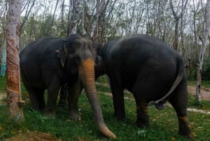 Phuket: Excursão de pequeno grupo ao santuário de elefantes em Khao Lak