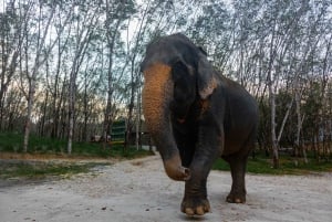 Phuket: Elefantreservat - lille gruppetur i Khao Lak
