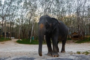Пхукет: тур в небольшую группу по слоновьему заповеднику в Као Лаке