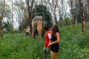 Phuket: Tour per piccoli gruppi del santuario degli elefanti a Khao Lak