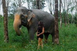Phuket: Mała wycieczka grupowa do sanktuarium słoni w Khao Lak