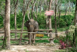 Phuket: Tour en grupo reducido al Santuario de Elefantes de Khao Lak