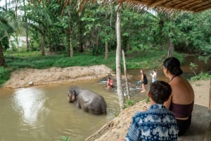 Phuket: Tour en grupo reducido al Santuario de Elefantes de Khao Lak