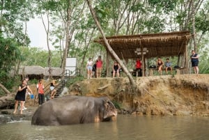Phuket: Tour en grupo reducido al Santuario de Elefantes de Khao Lak