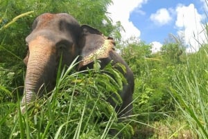 Phuket: Elefantreservat - lille gruppetur