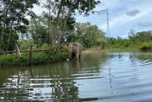 Phuket: Elefanten-Schutzgebiet Kleingruppen-Tour