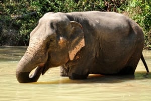 Phuket: Elefantreservat i liten grupp