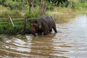 Phuket: Tour en grupo reducido al Santuario de Elefantes