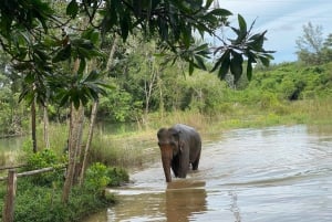 Phuket: Excursão para grupos pequenos ao santuário de elefantes