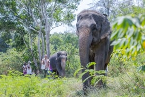 Phuket: Elefantreservat i liten grupp