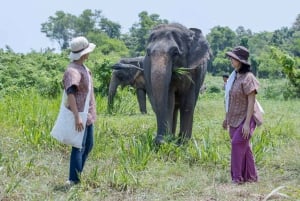 Phuket: Excursão para grupos pequenos ao santuário de elefantes