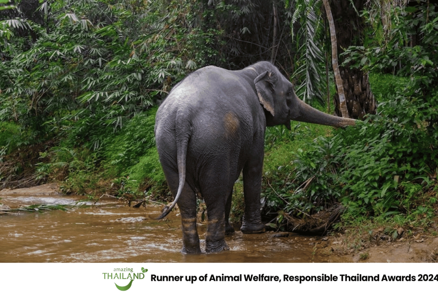 Пхукет: экскурсия по слоновьему заповеднику, кулинарный мастер-класс и обед