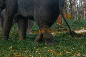 Пхукет: экскурсия по слоновьему заповеднику, кулинарный мастер-класс и обед