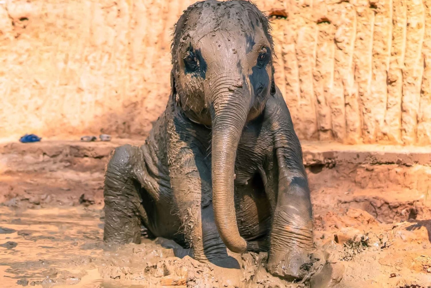 Phuket: bezoek aan olifantenreservaat met modderkuuroord en workshop