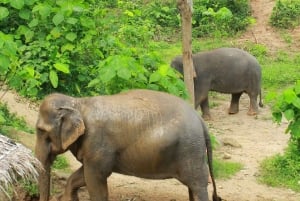 Phuket: bezoek aan olifantenreservaat met modderkuuroord en workshop