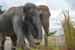 Phuket: Elefantreservat og zipline-eventyr-kombination