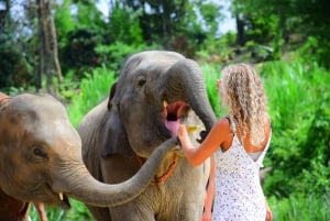 Rundtur med program för att rädda och vårda elefanter