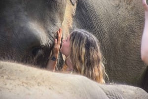 Tur med elefantrednings- og omsorgsprogram