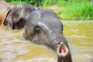 Excursão ao Programa de Proteção e Cuidado de Elefantes