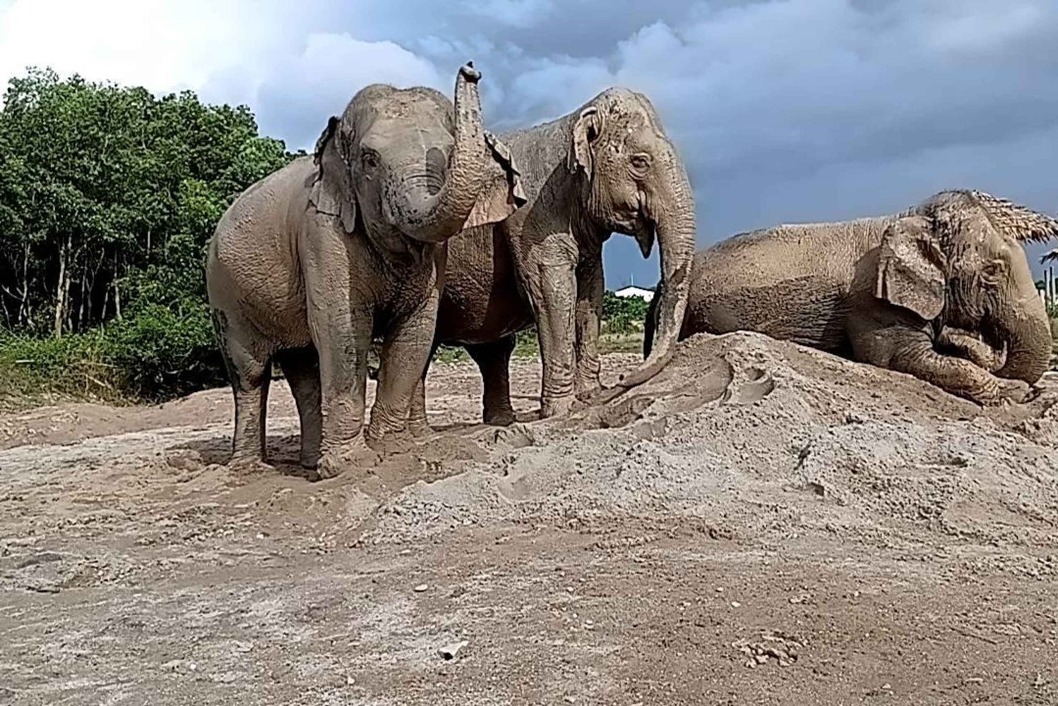 Phuket: Elephant Nature Walk – wycieczka z przewodnikiem i transportem