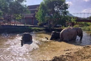 Phuket: Freedom Elephant Reserve – en eterisk naturvandring