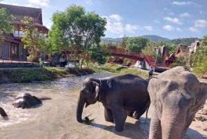 Phuket: Freedom Elephant Reserve – en eterisk naturvandring
