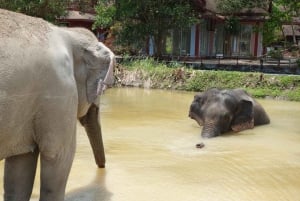 Phuket: Freedom Elephant Reserve – en eterisk naturvandring