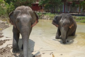 Phuket: Freedom Elephant Reserve – en eterisk naturvandring