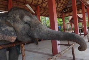 Phuket: Freedom Elephant Reserve – en eterisk naturvandring